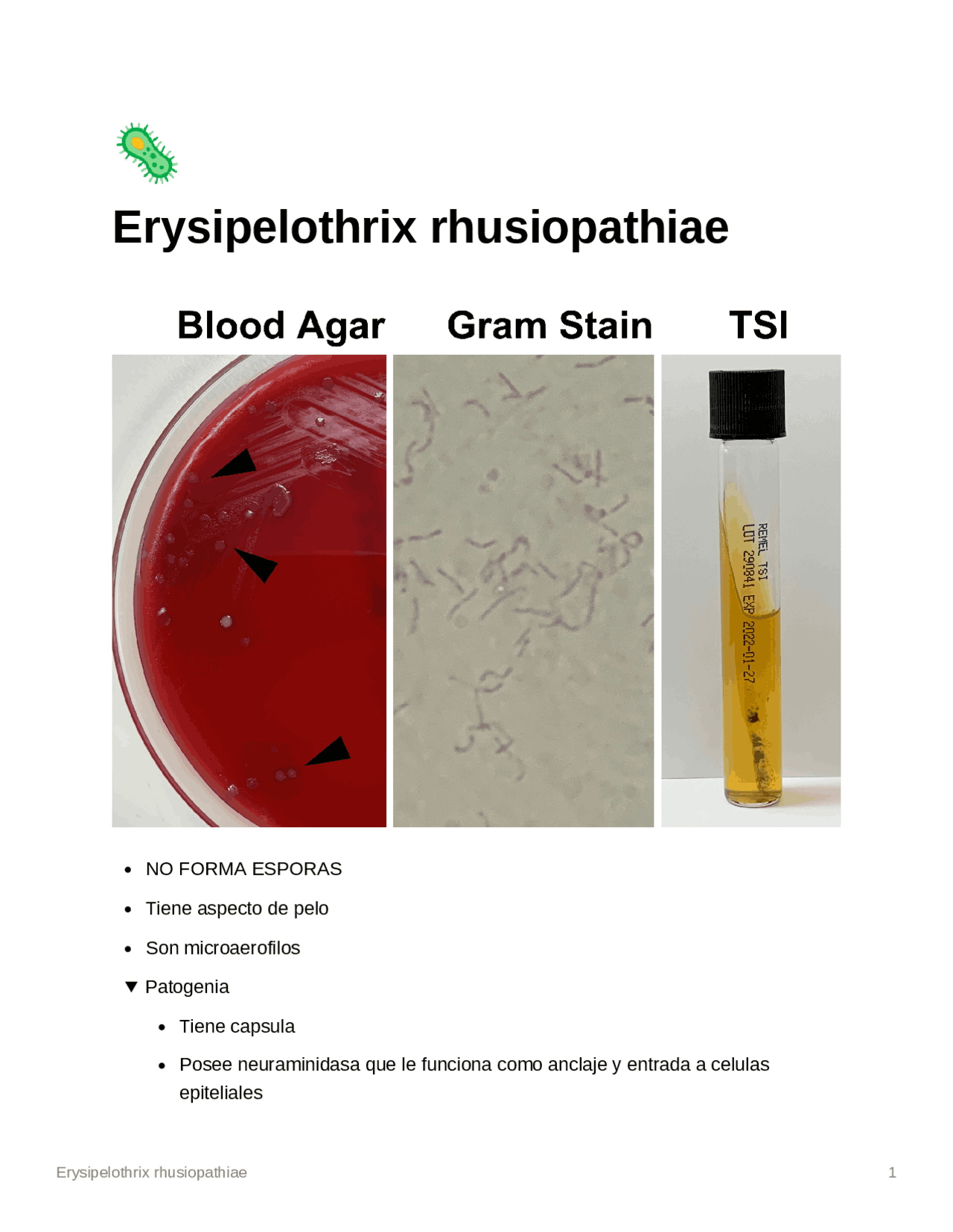 Erysipelothrix rhusiopathiae Resúmenes de Microbiología Docsity