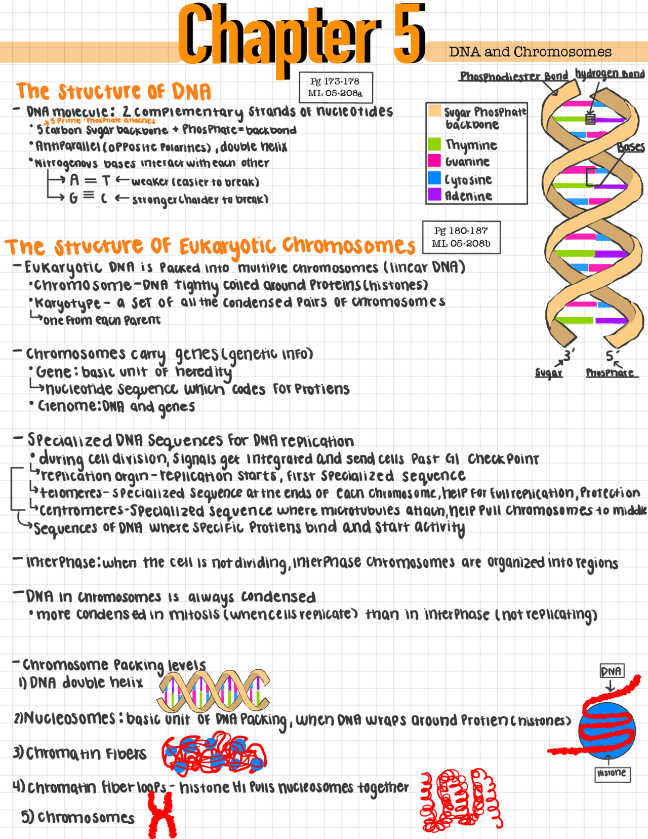The structure of DNA and Chromosomes | Study notes Biology | Docsity