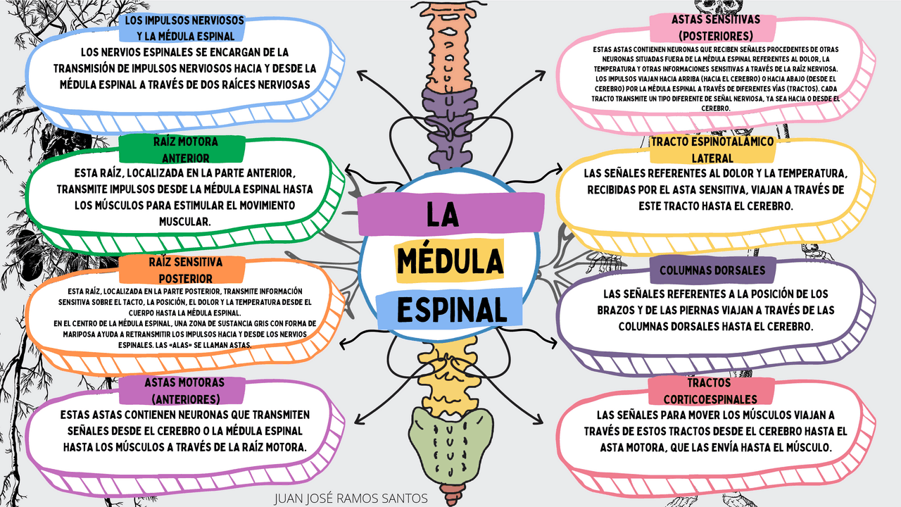 La médula espinal y sus nervios | Apuntes de Anatomía | Docsity