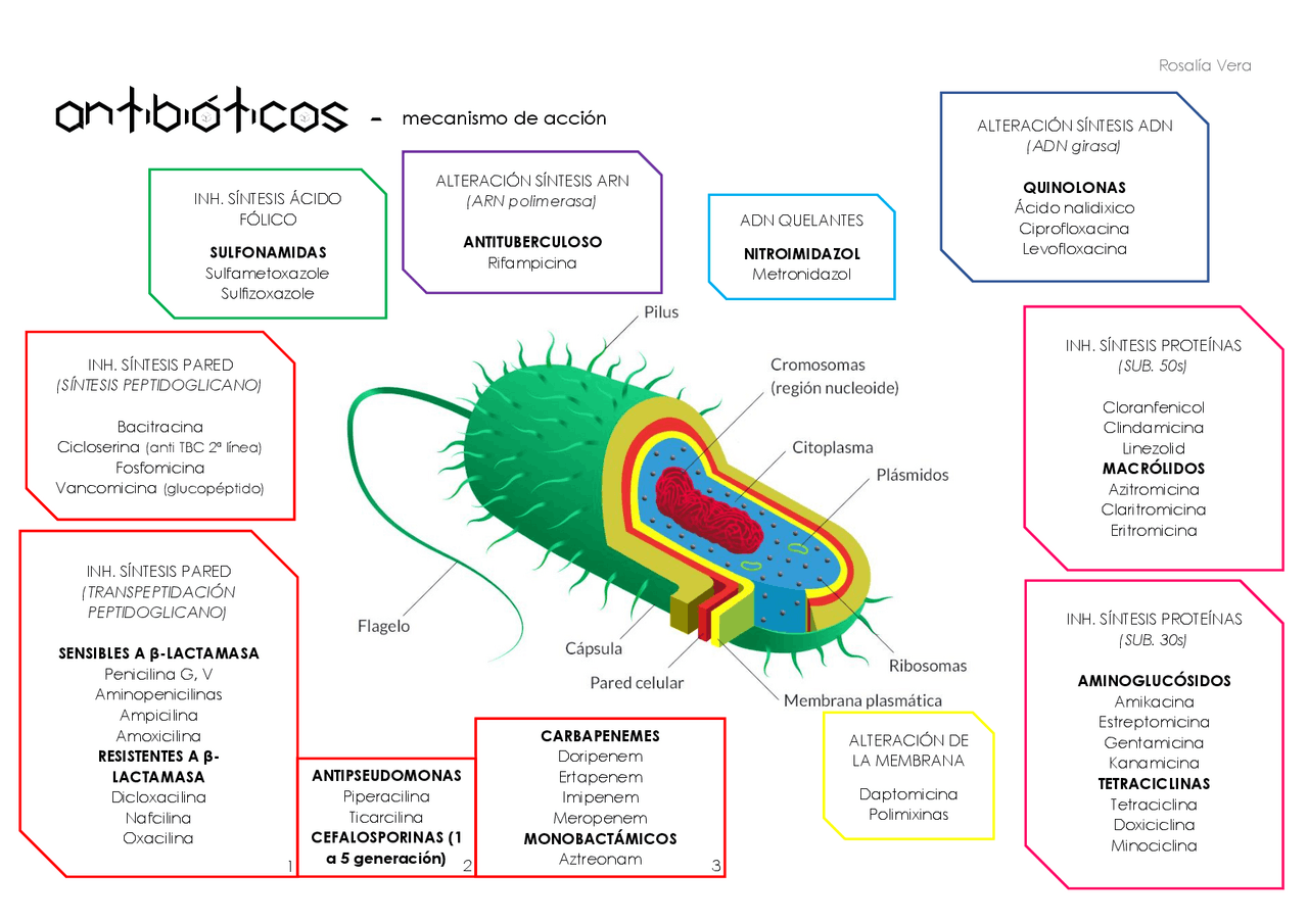 ANTIBIÓTICOS - MECANISMO DE ACCIÓN | Esquemas y mapas conceptuales de ...