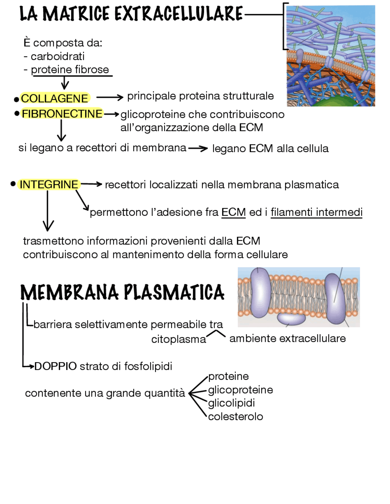 La Matrice Extracellulare, la Membrana Plasmatica e la Comunicazione  Cellulare - Prof. Car | Schemi e mappe concettuali di Biologia | Docsity