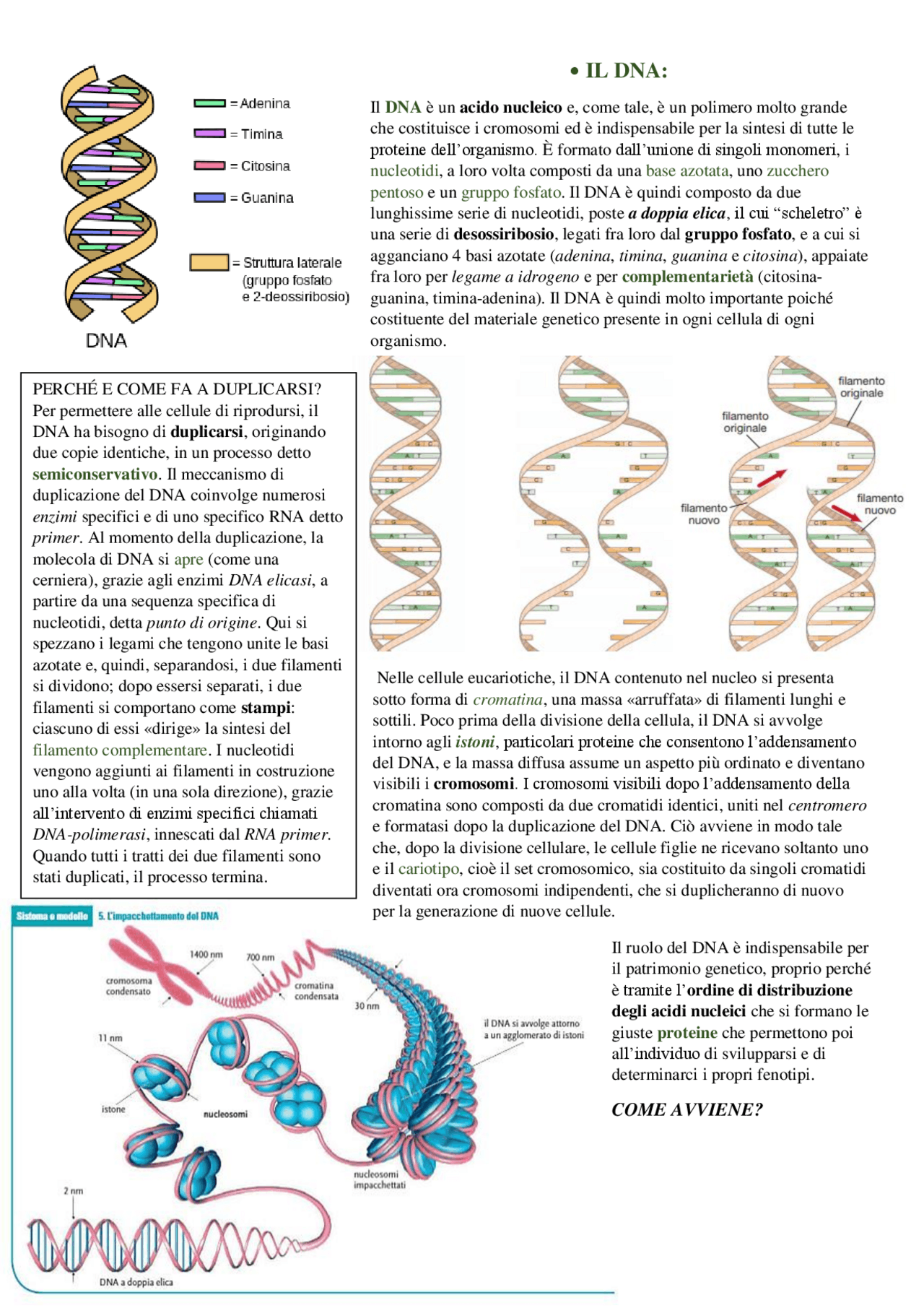 Il ruolo e la duplicazione del DNA, le fasi della sintesi proteica e le ...