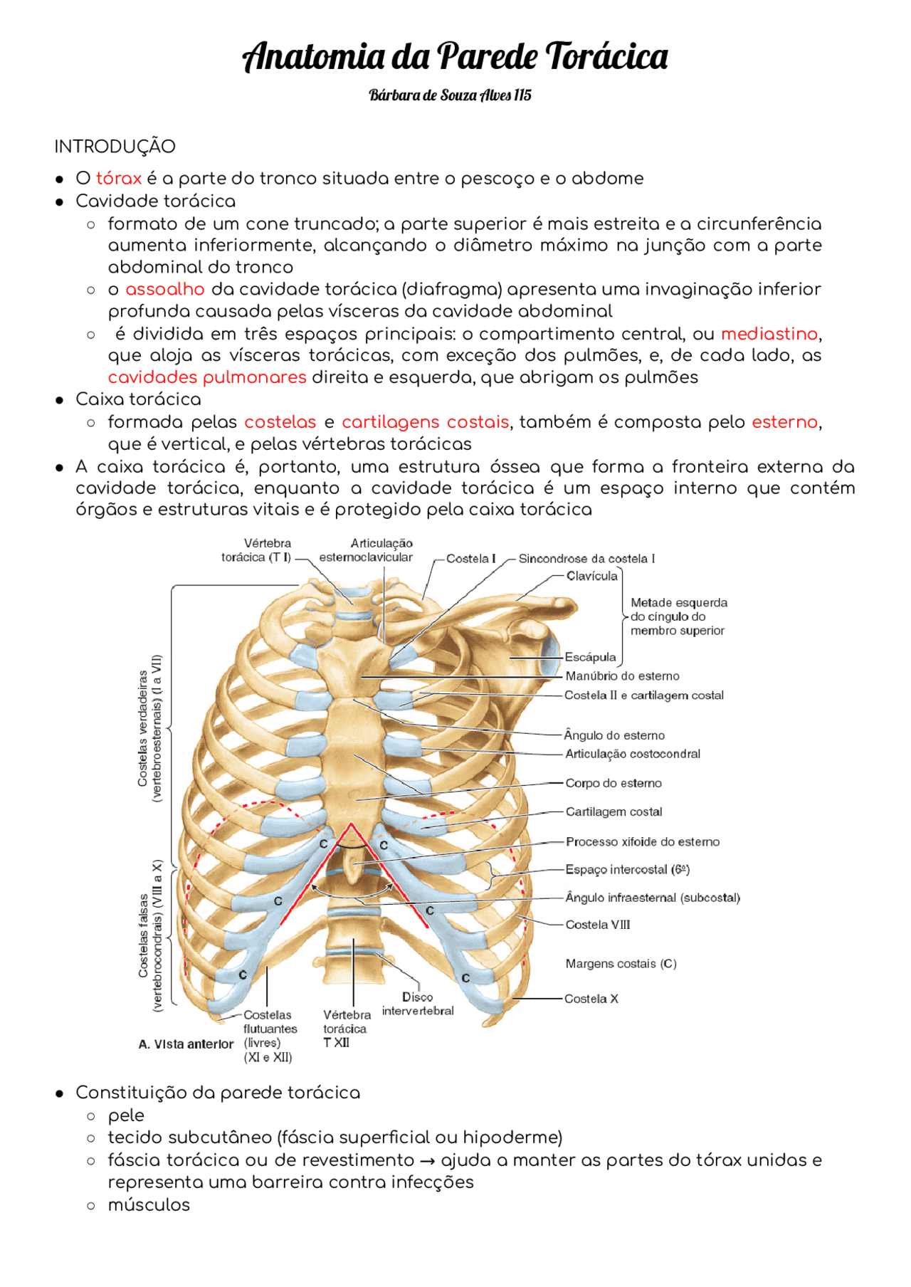 Anatomia da Parede Torácica | Resumos Anatomia | Docsity