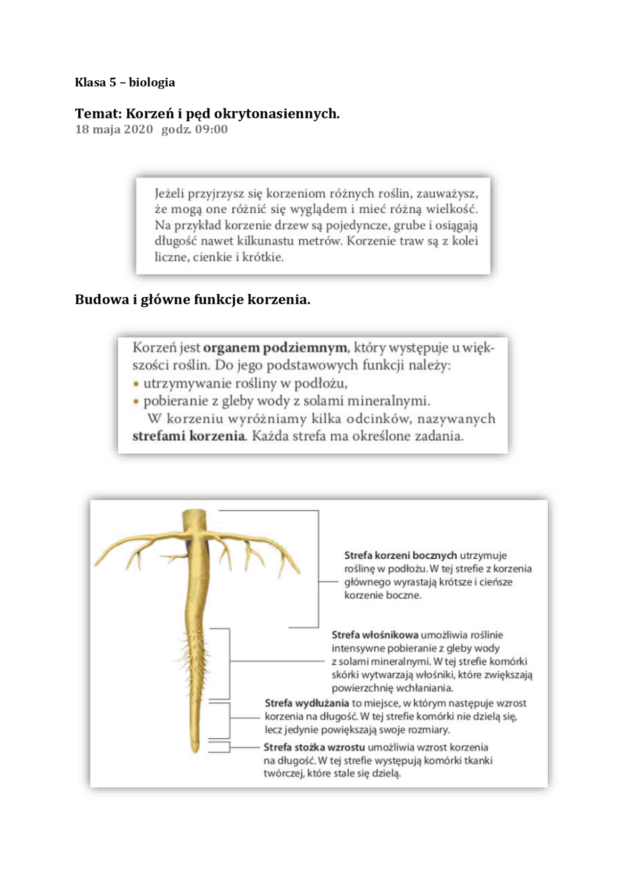 Klasa-5-biologia-Korzeń-i-pęd-okrytonasiennych.pdf | Streszczenia
