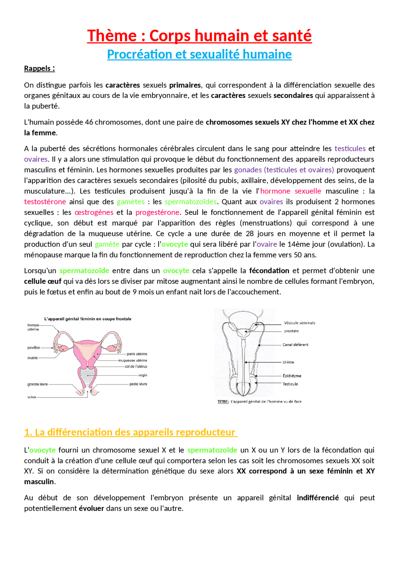 Procréation et sexualité humaine | Notes Sciences de la Vie et de la ...