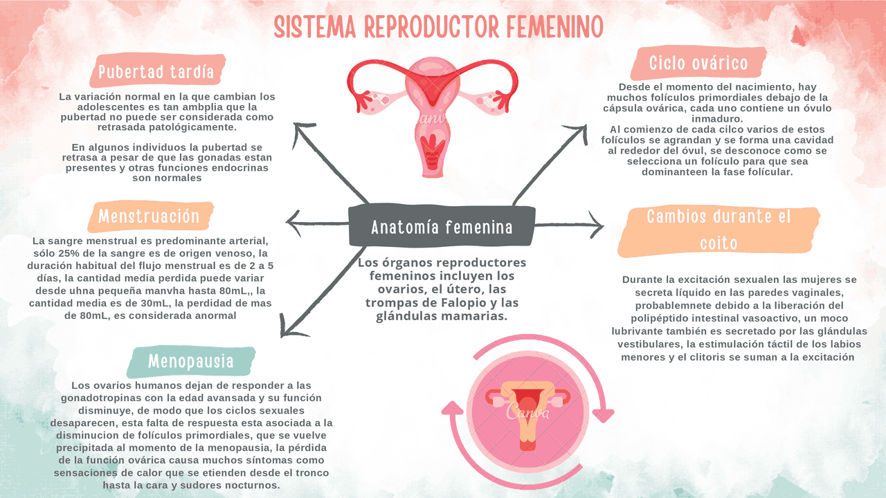 Mapa Conceptual Del Sistema Reproductor Femenino