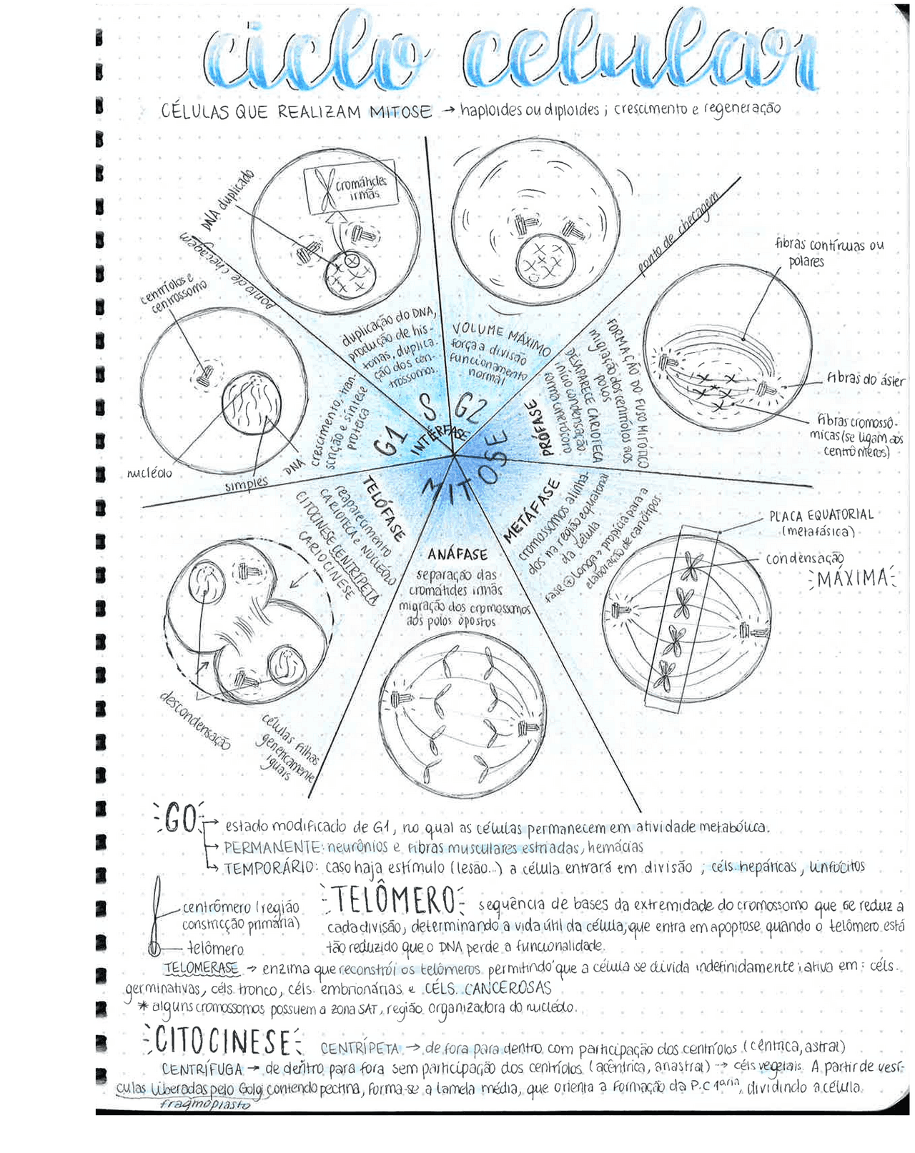 Mapa mental ciclo celular | Esquemas Citologia | Docsity