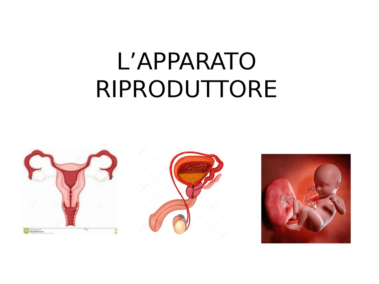 Power point completo sull'apparato riproduttore | Slide di Biologia