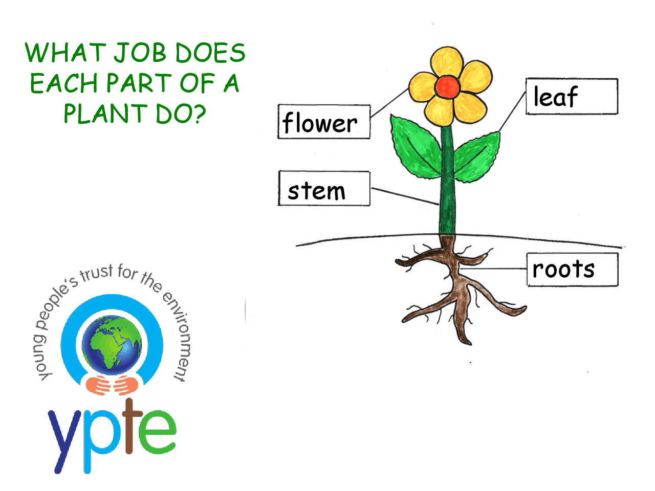 Flower leaf stem roots | Study notes Plant Taxonomy and Evolution | Docsity