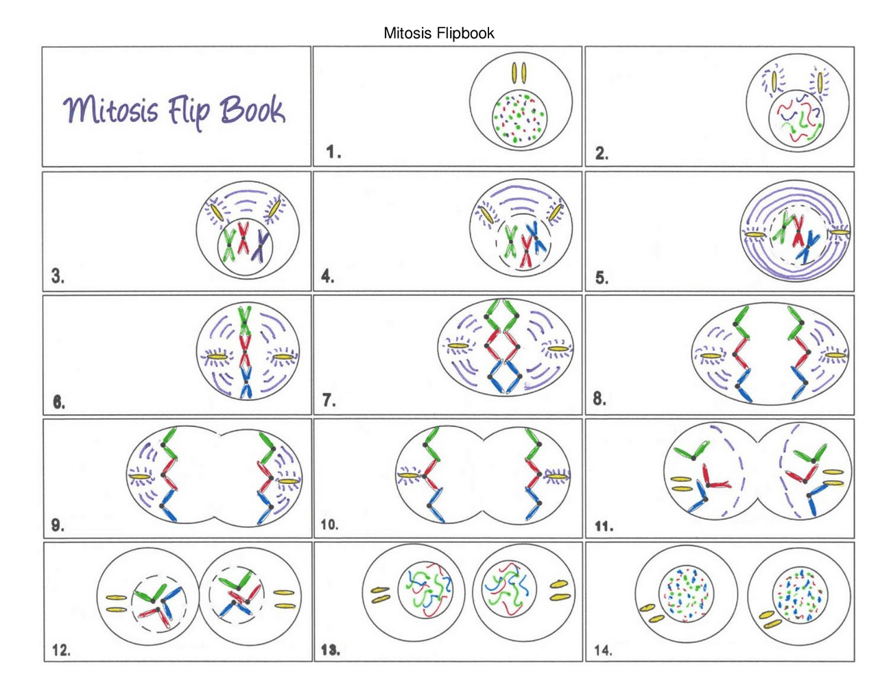Mitosis Flipbook Study notes Cell Biology Docsity Mitosis Flipbook Study notes Cell Biology Docsity