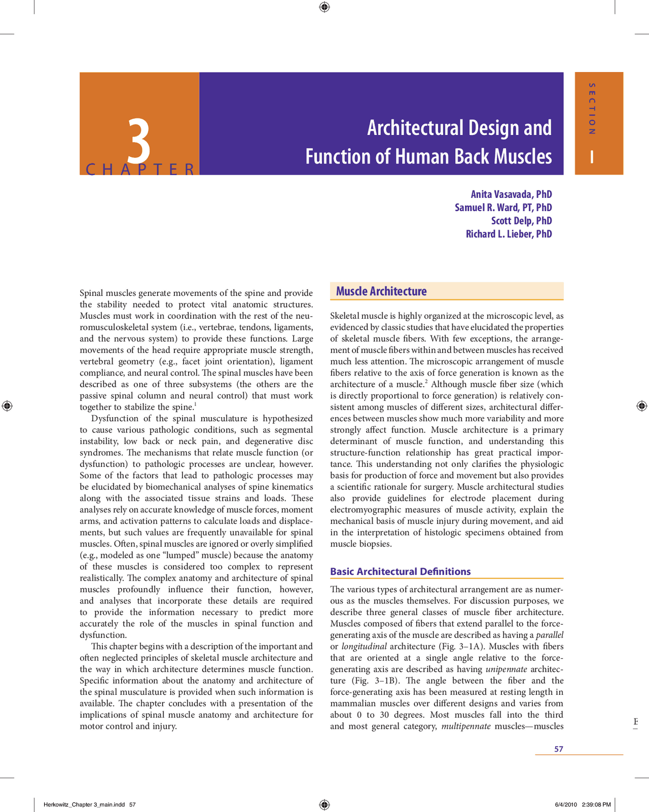 Architectural Design and Function of Human Back Muscles | Slides Design ...