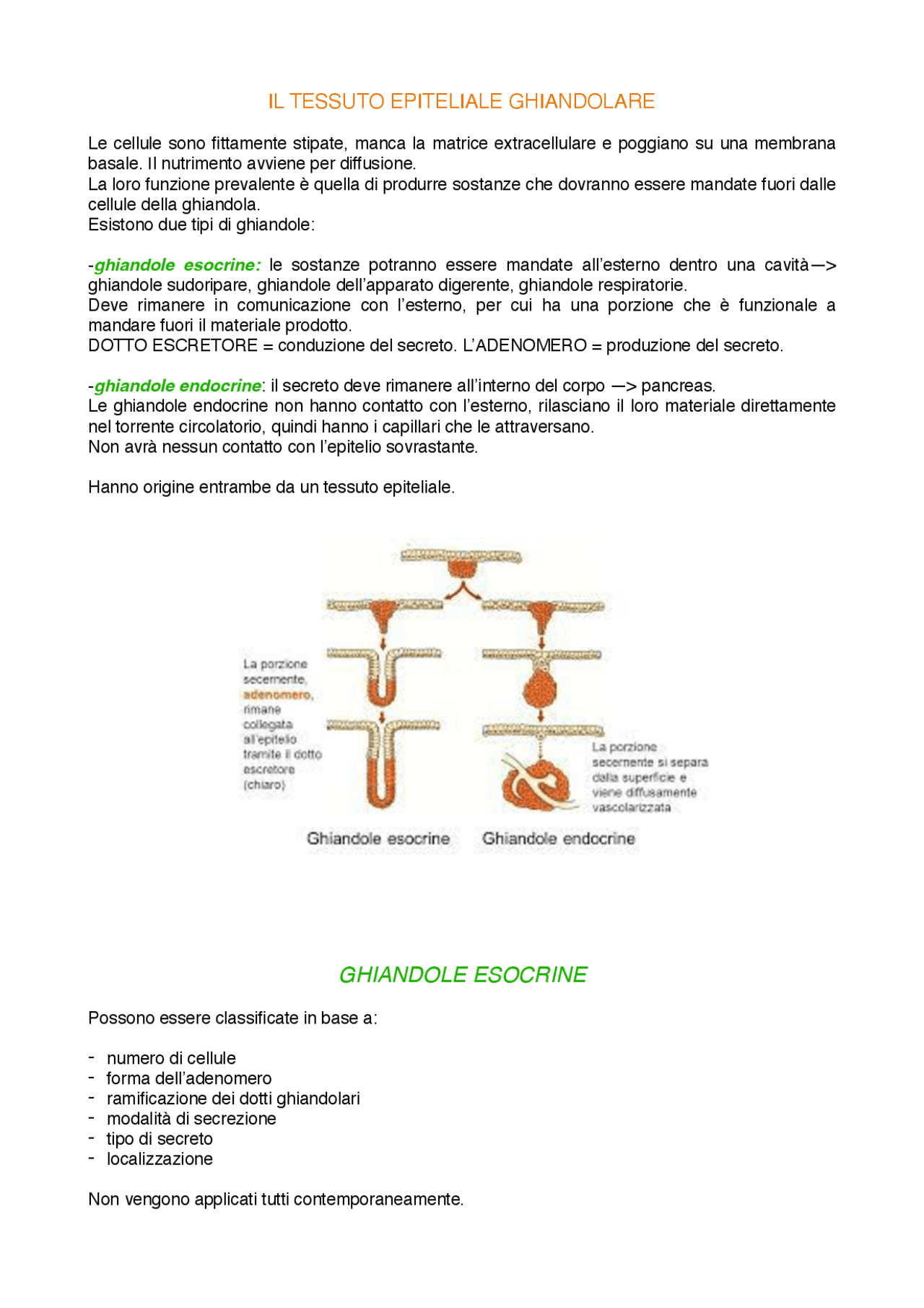 Ghiandole esocrine ed endocrine Appunti di Istologia Animale Docsity