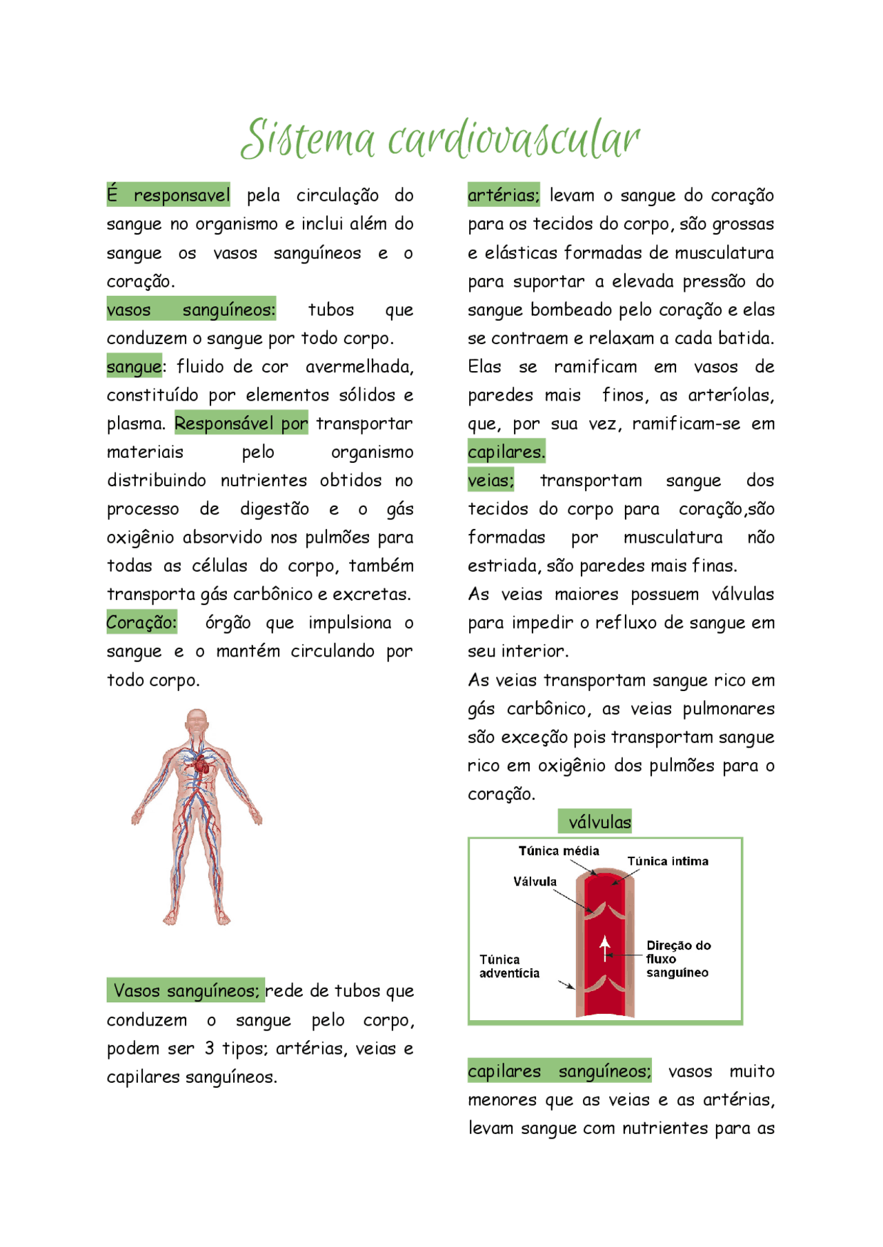 Sistema Cardiovascular Resumo Resumos Biologia Docsity Sistema Cardiovascular Resumo Resumos Biologia Docsity