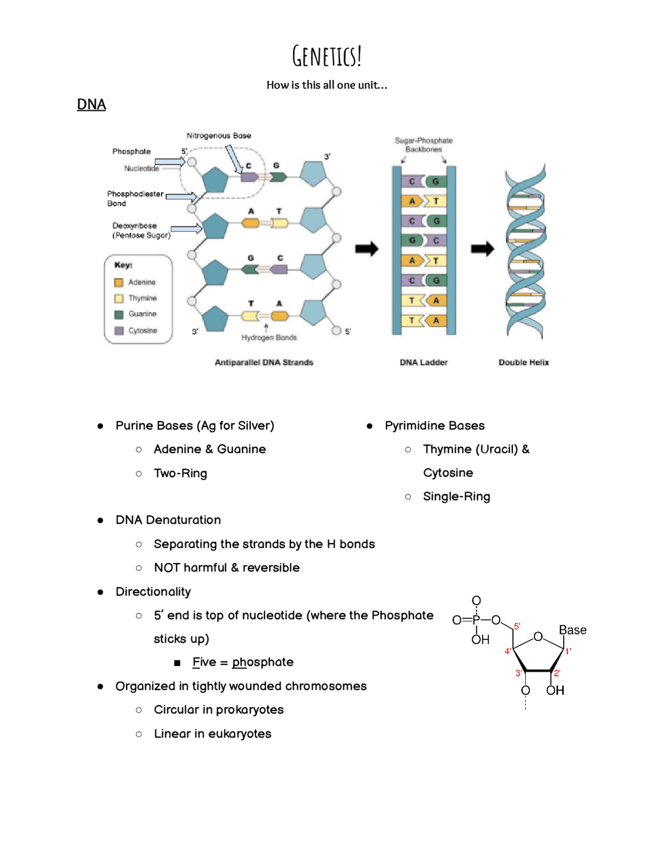 Genetics Science And Floyd Mayweather Your Complete Guide - iurfh55