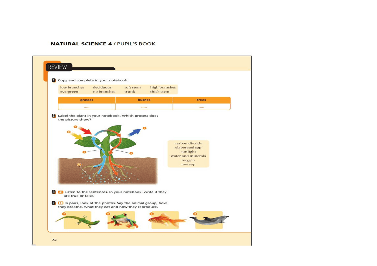 Natural Science Primary 4 Byme