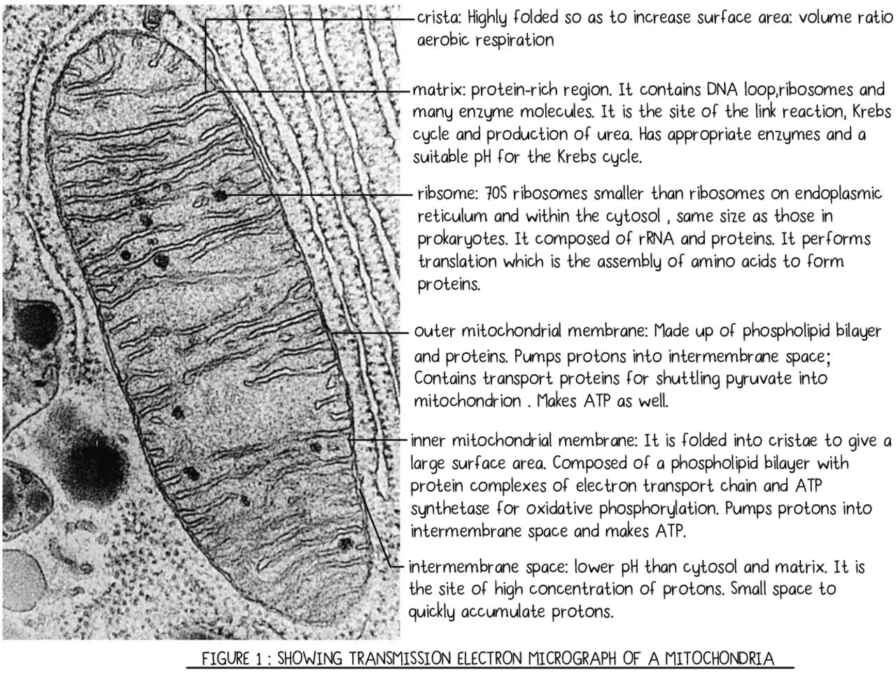 Mitochondria Micrograph Annotated Schemes And Mind Maps Biology Docsity mitochondria-micrograph-annotated-schemes-and-mind-maps-biology-docsity