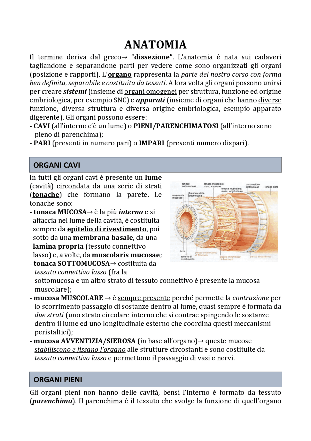 Anatomia: appunti molto dettagliati, organizzati e ricchi di immagini e ...