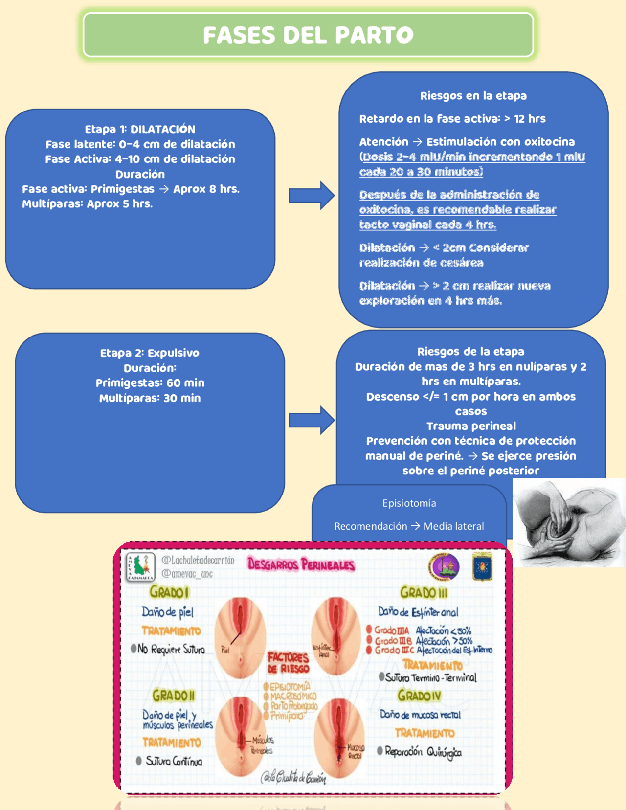 Fases del parto y generalidades | Apuntes de Ginecología | Docsity