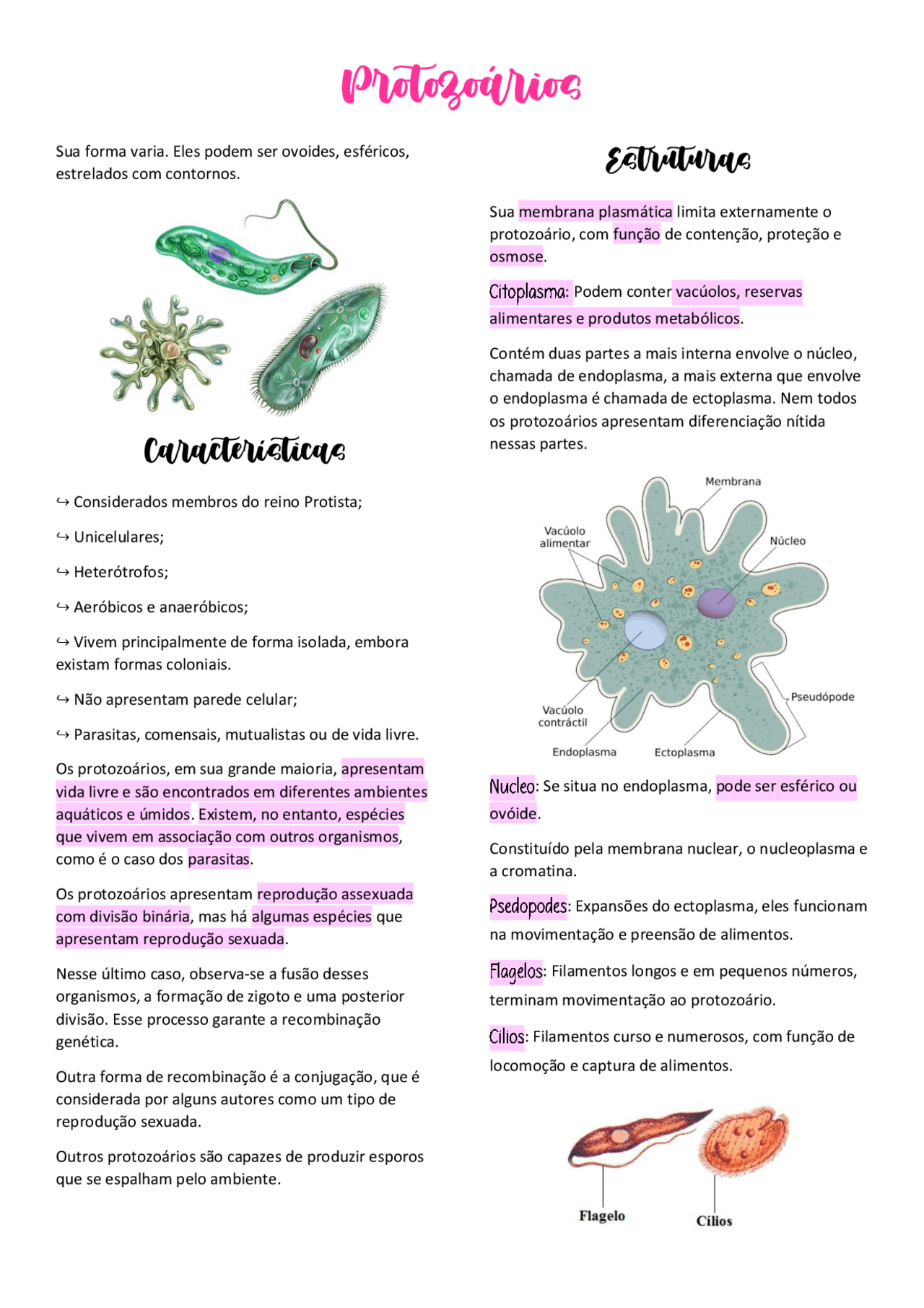 Resumo sobre protozoários, ótimo para ajudar em provas práticas e ...