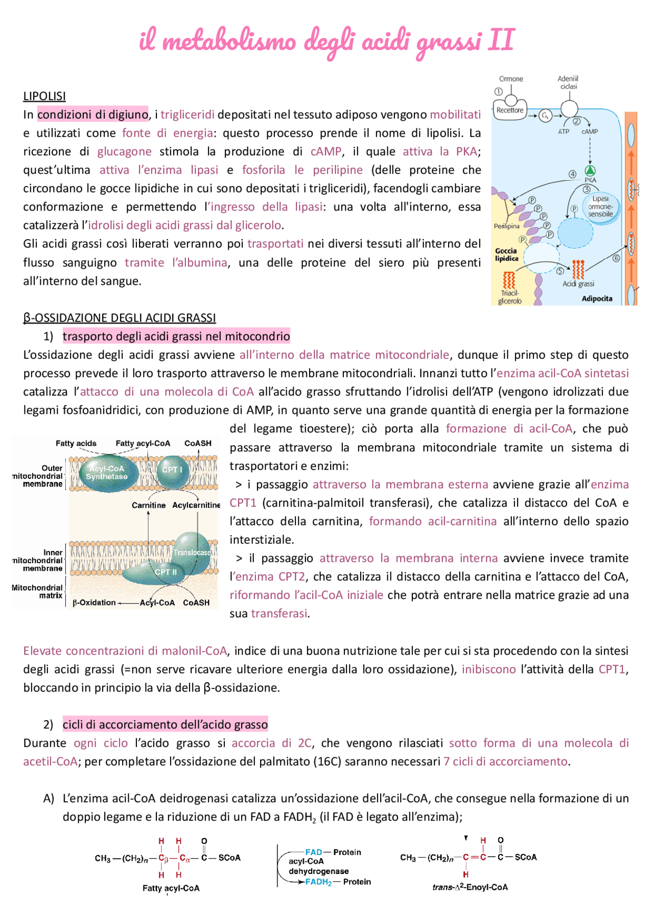 Appunti di biochimica (parte 3) Appunti di Biochimica Docsity