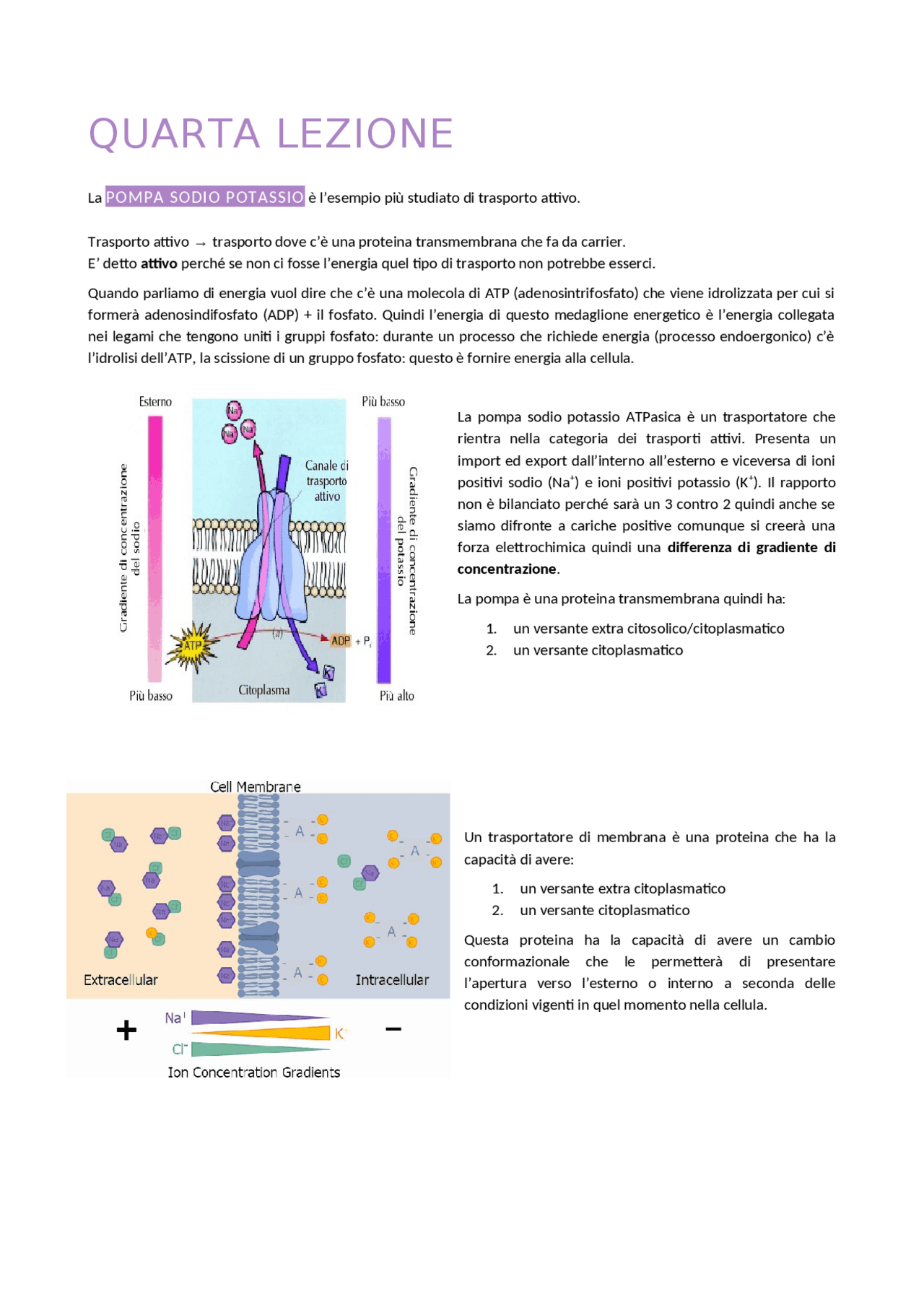 BIOLOGIA GENERALE POMPA SODIO POTASSIO, FAGOCITOSI