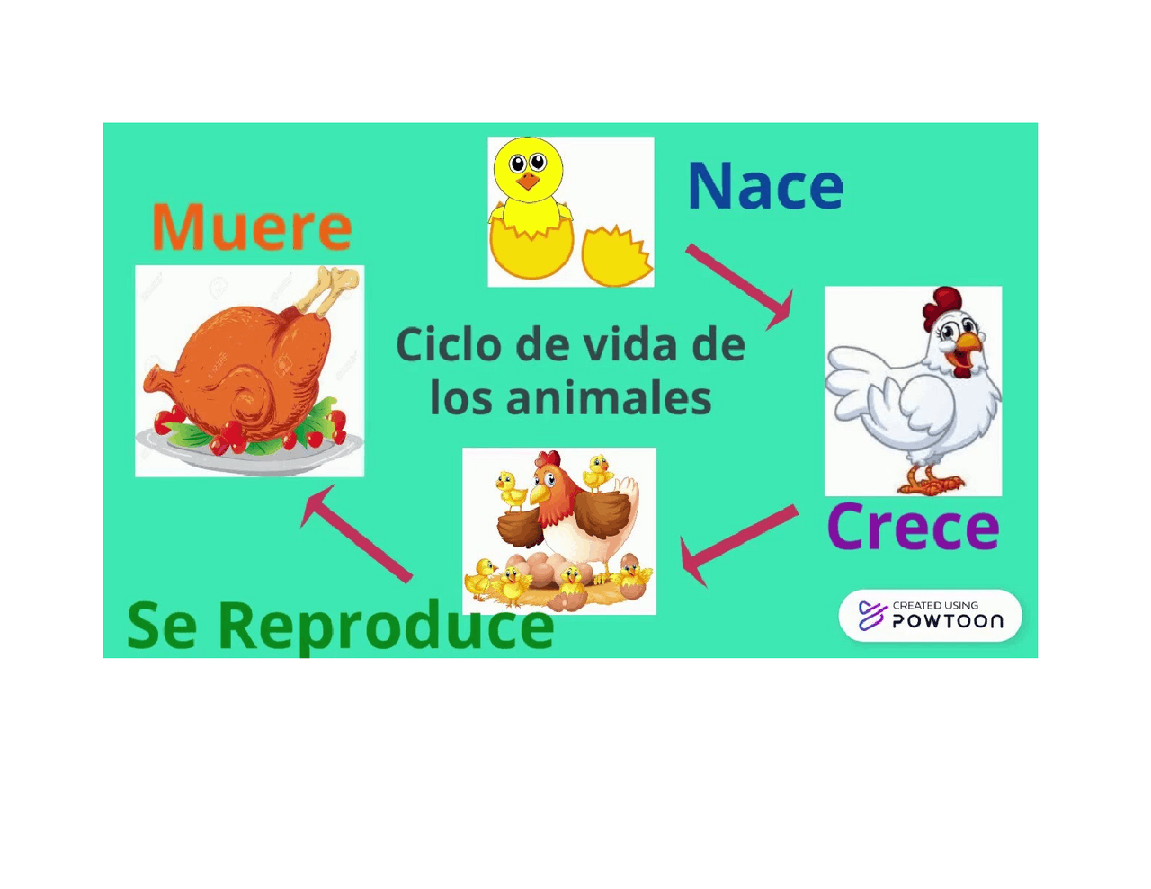 CICLO DE VIDA DE UN ANIMAL | Apuntes de Biología | Docsity
