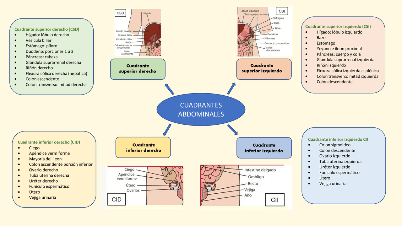 Cavidades abdominales | Esquemas y mapas conceptuales de Anatomía | Docsity