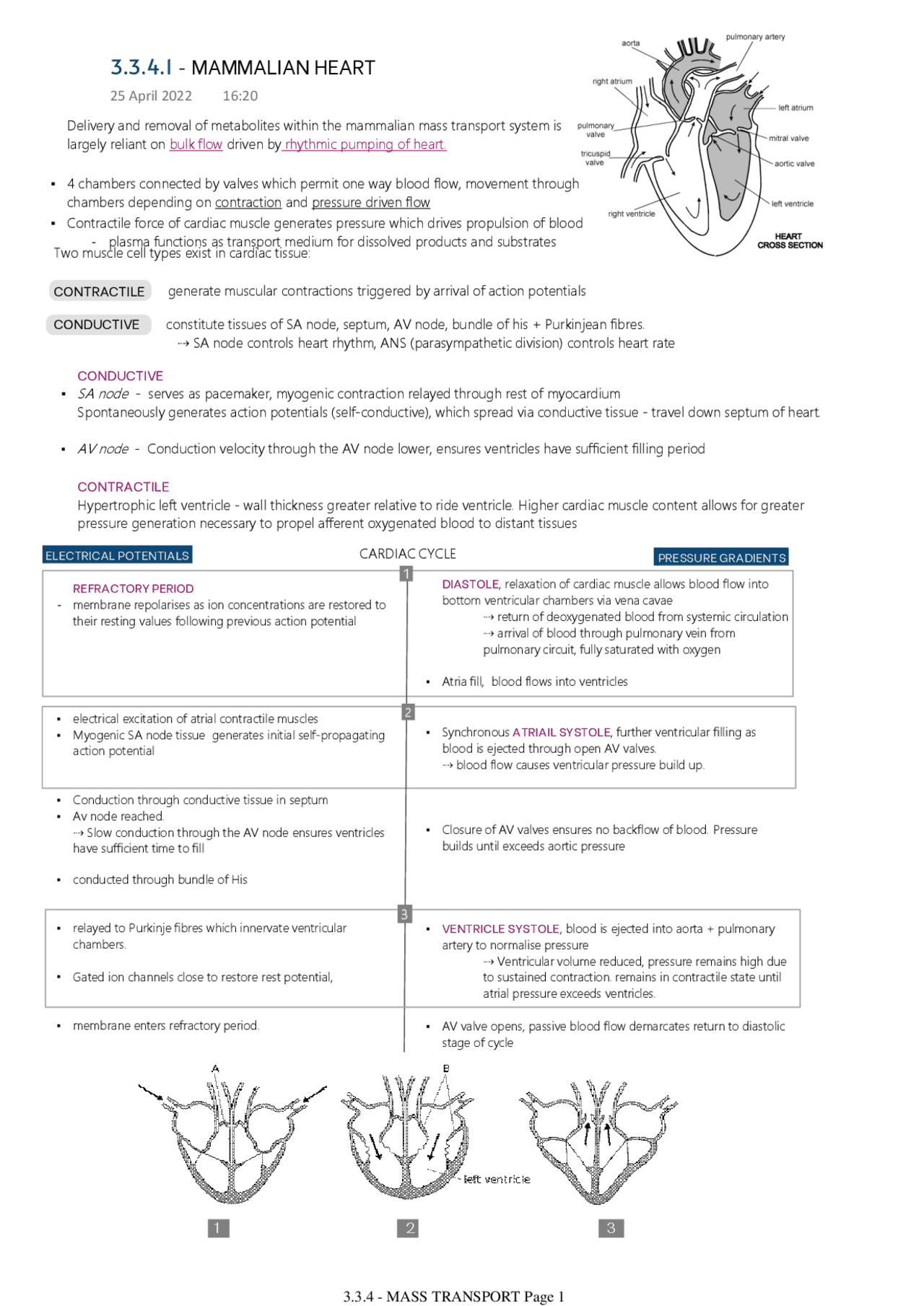 3.3.4 Mass transport (Mammals and Plants) / AQA A-LEVEL BIOLOGY | Study