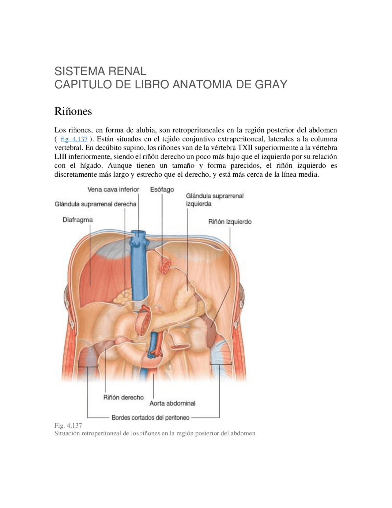 Sistema renal anatomia Apuntes de Anatomía Docsity