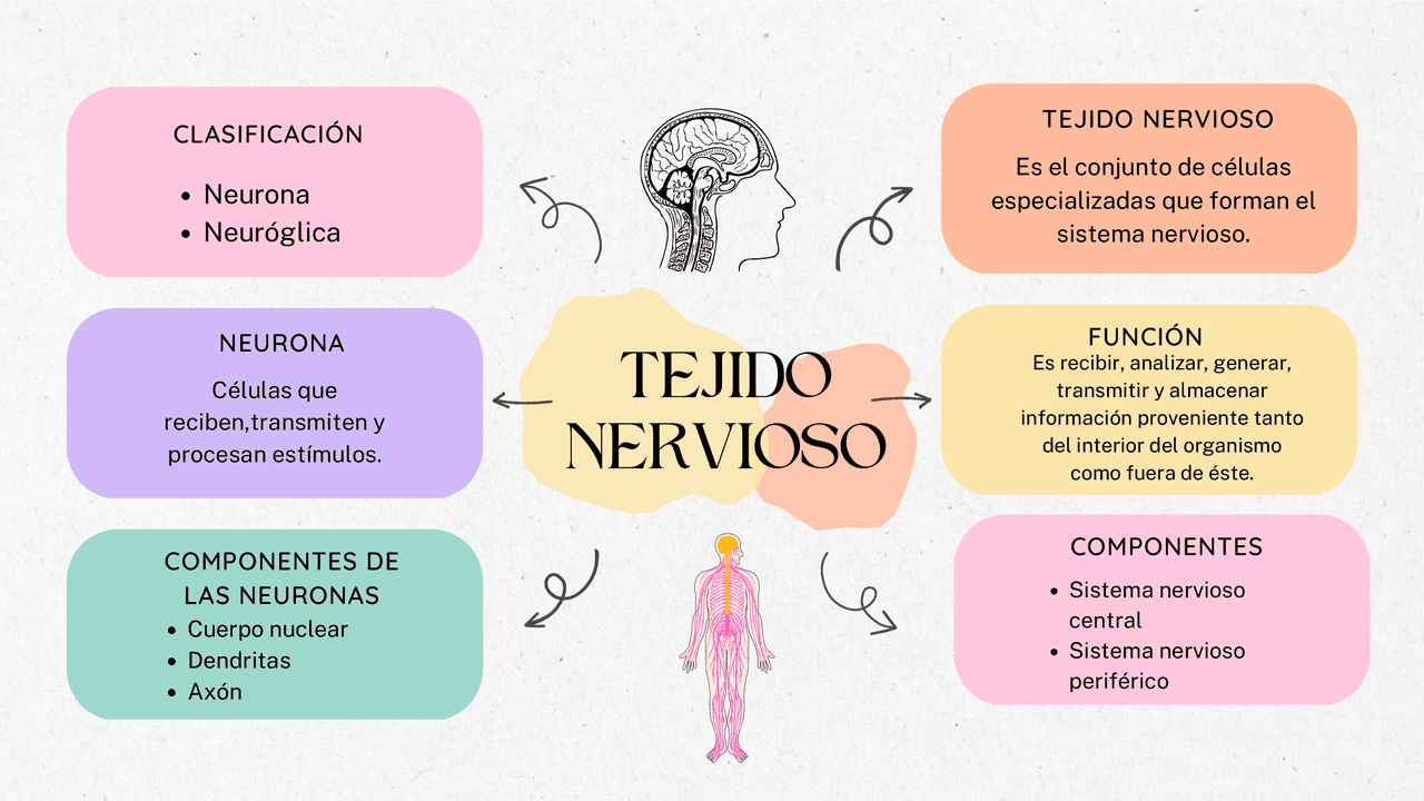 Tejido nervioso tipos de tejido , función , características | Esquemas