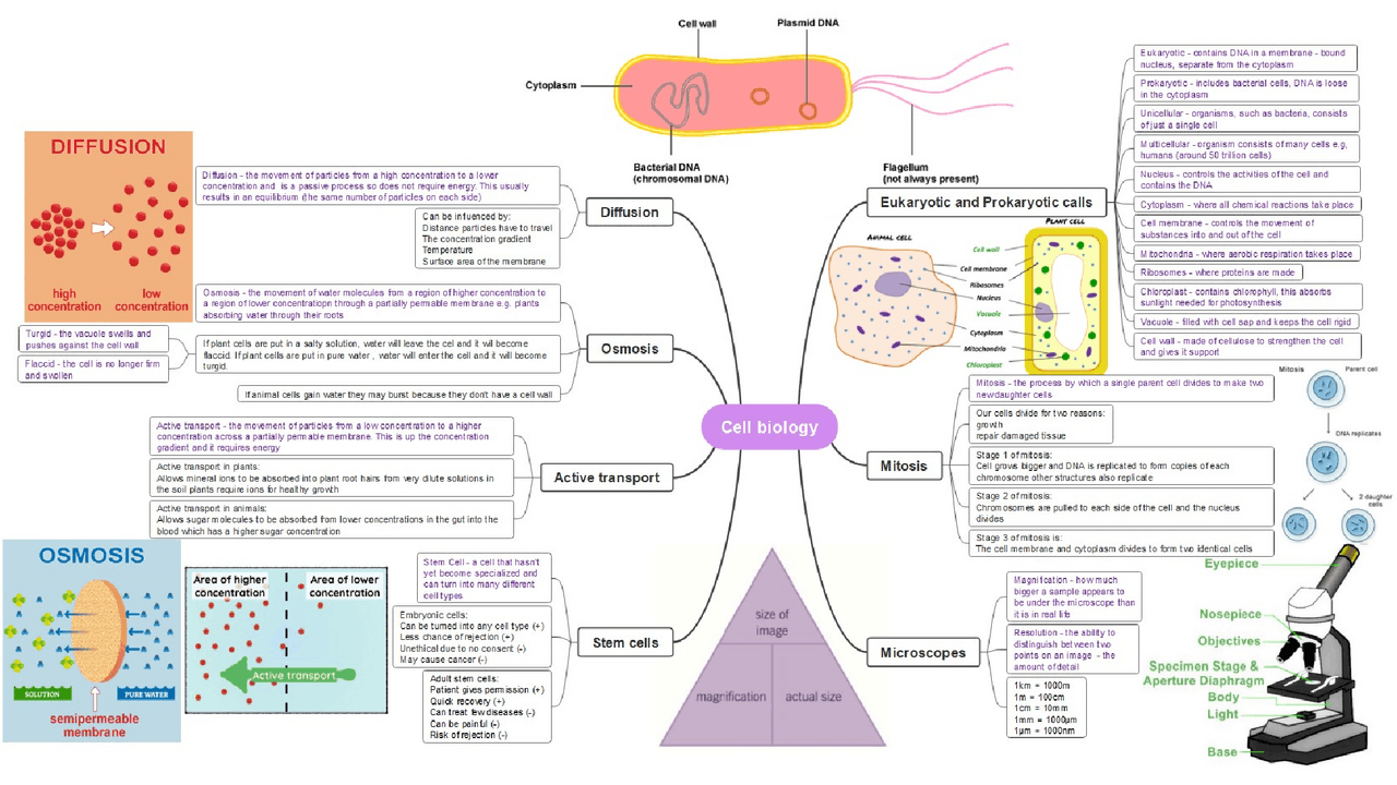 Cell Process Map Cell biology mind map | Schemes and Mind Maps Biology | Docsity