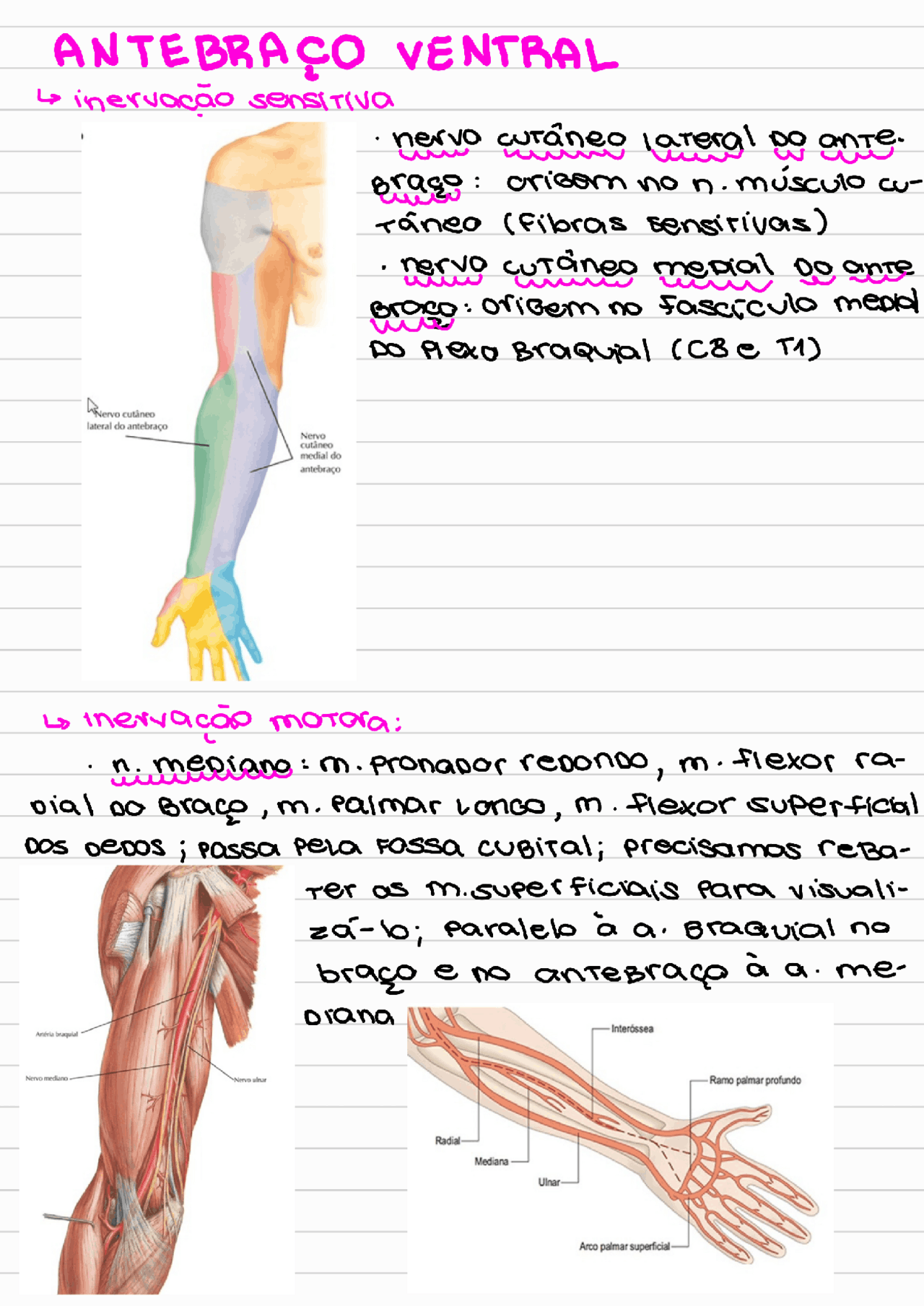 anatomia-antebra-o-ventral-esquemas-anatomia-docsity