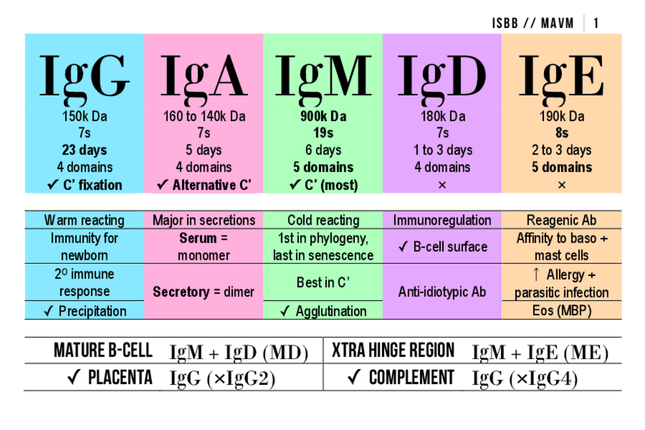 Ig Lab Values Review Notes for Serology | Summaries Biology | Docsity