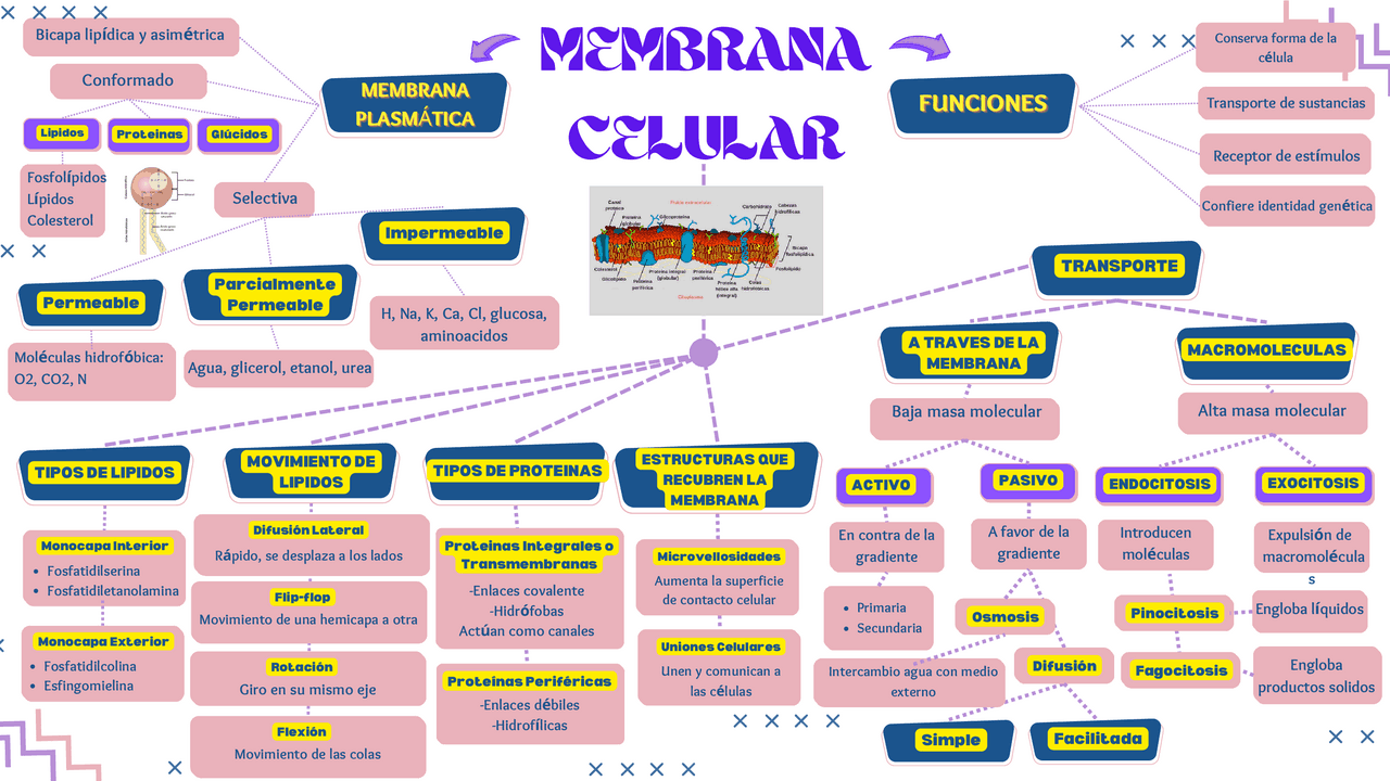 La Membrana Celular, sus funciones y estructura. | Esquemas y mapas
