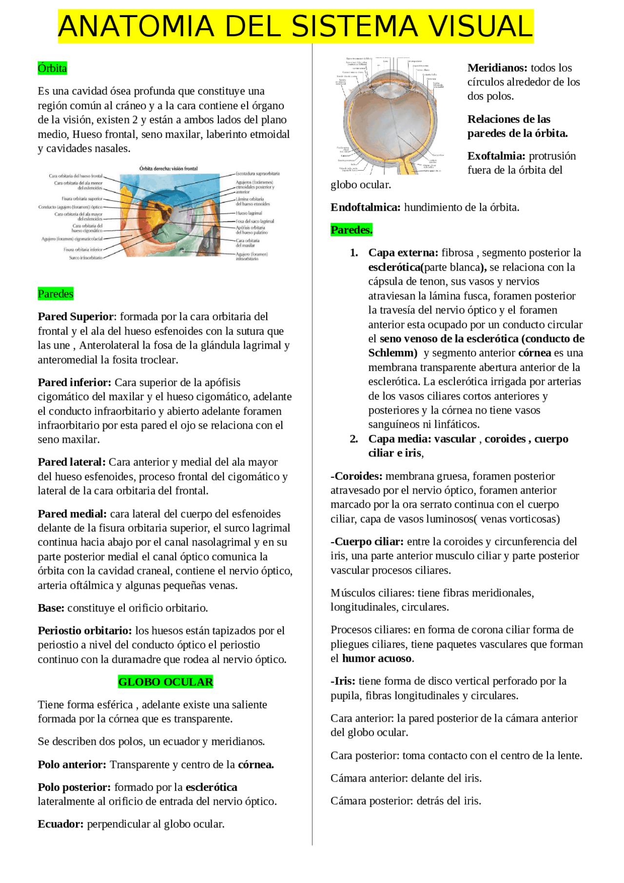 Anatomía del Sistema Visual | Resúmenes de Anatomía Aplicada | Docsity