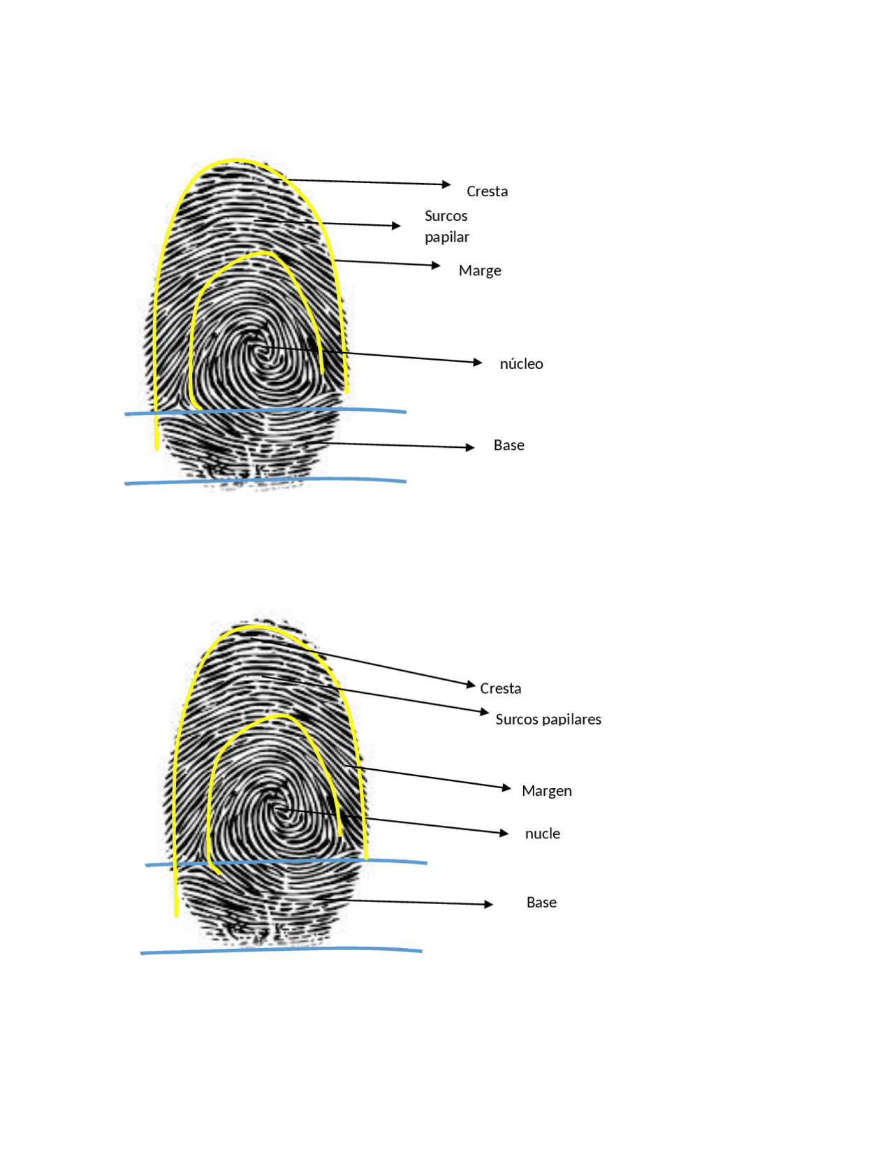 Ejemplos Huellas Dactilares Esquemas Y Mapas Conceptuales De Biolog a 