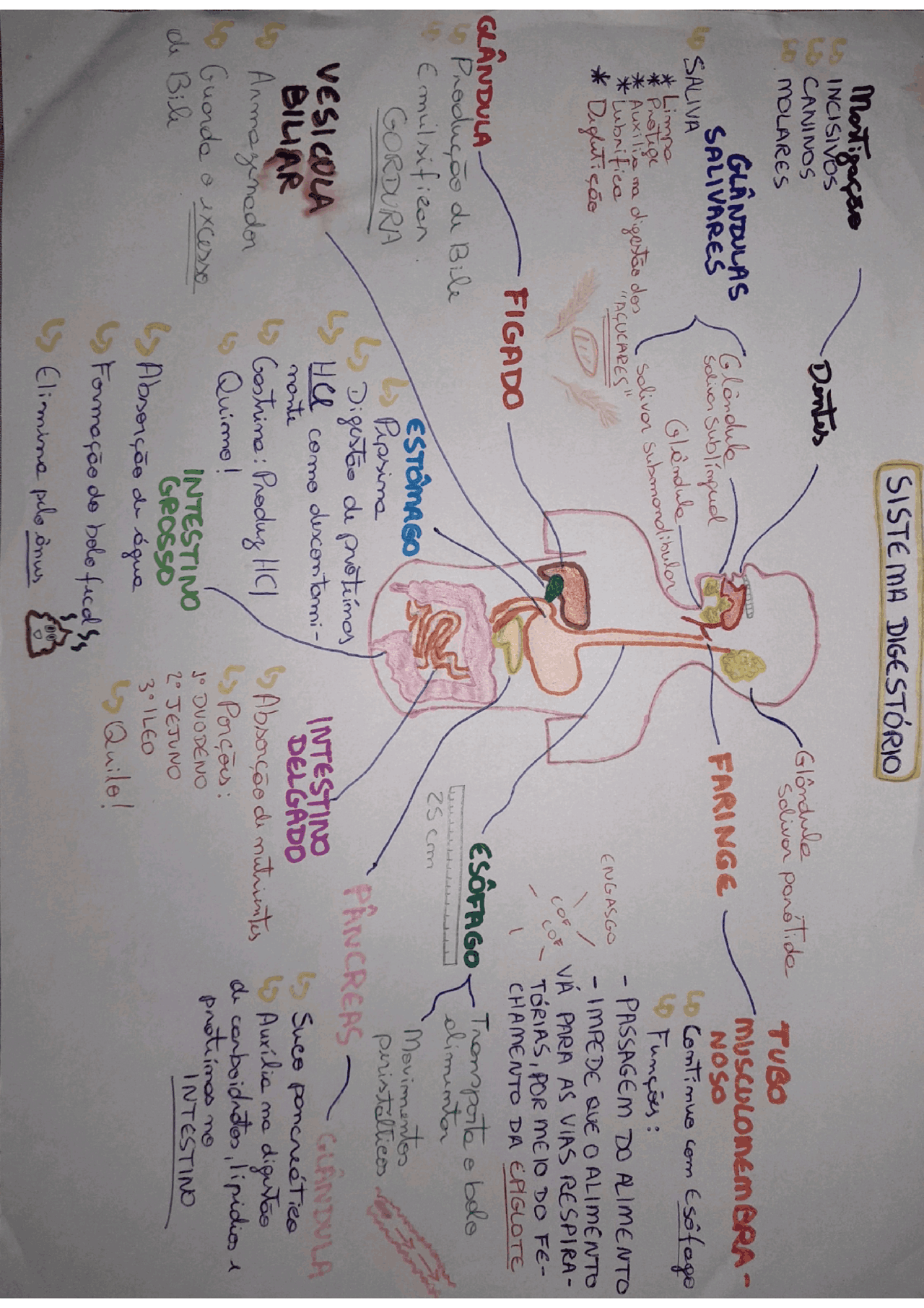 MAPA MENTAL - ANATOMIA E FISIOLOGIA - SISTEMA DIGESTÓRIO | Esquemas ...