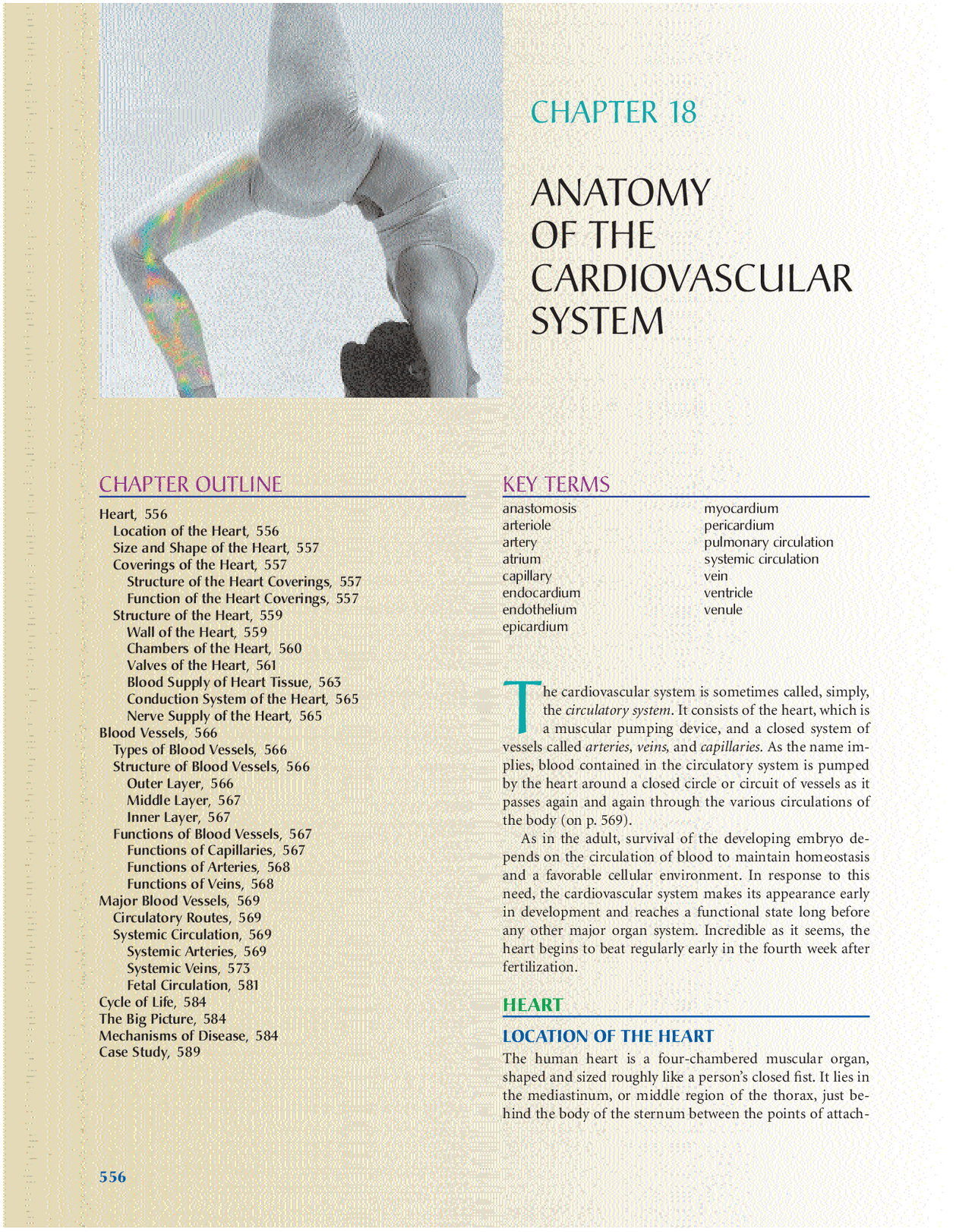 Nursing anatomy circulatory system | Lecture notes Biology | Docsity