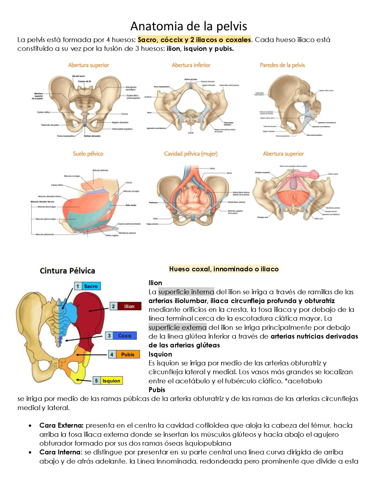 Anatomia de la pelvis femenina | Esquemas y mapas conceptuales de ...
