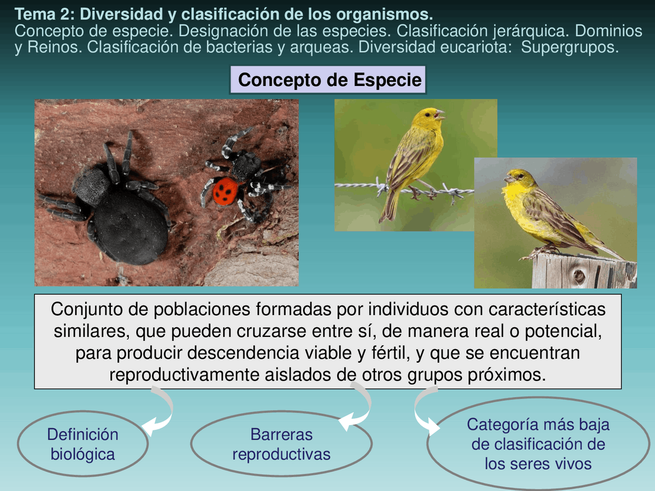 diversidad y clasificacion de los organismos | Esquemas y mapas  conceptuales de Biología | Docsity