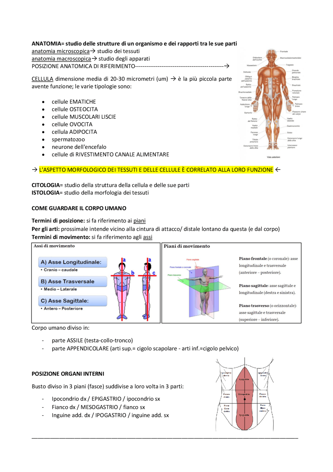 Appunti con immagini di anatomia (modulo istologia e apparati ...
