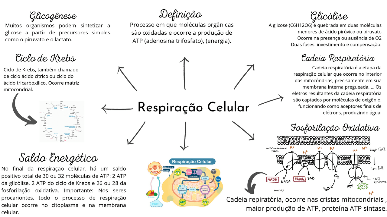 Mapa Mental Respirao Celular Baixe Grtis Em Pdf