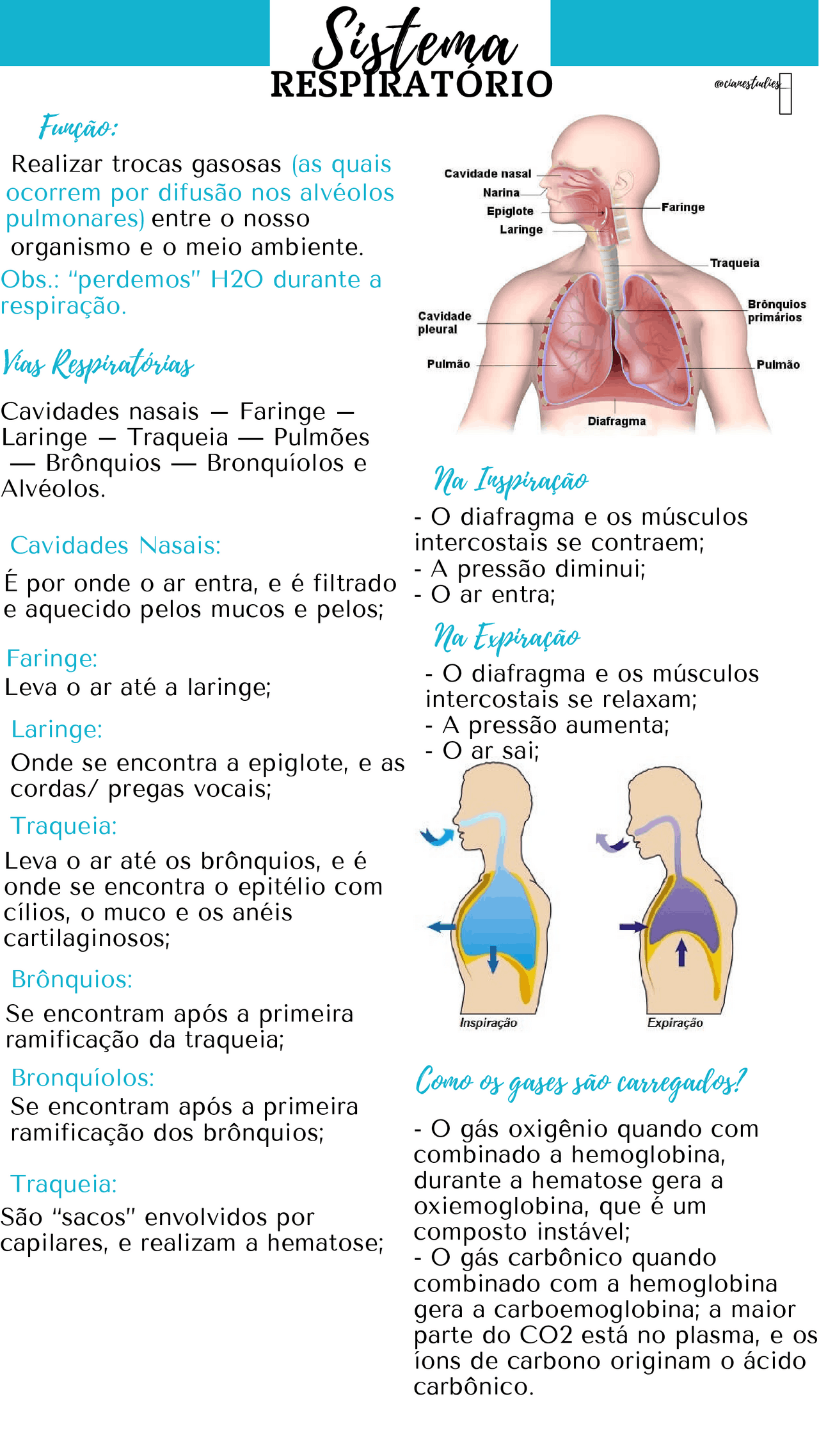Sistema Respirat rio Resumos - 4a99cbcaf67deb1838869b0f58b01f34 