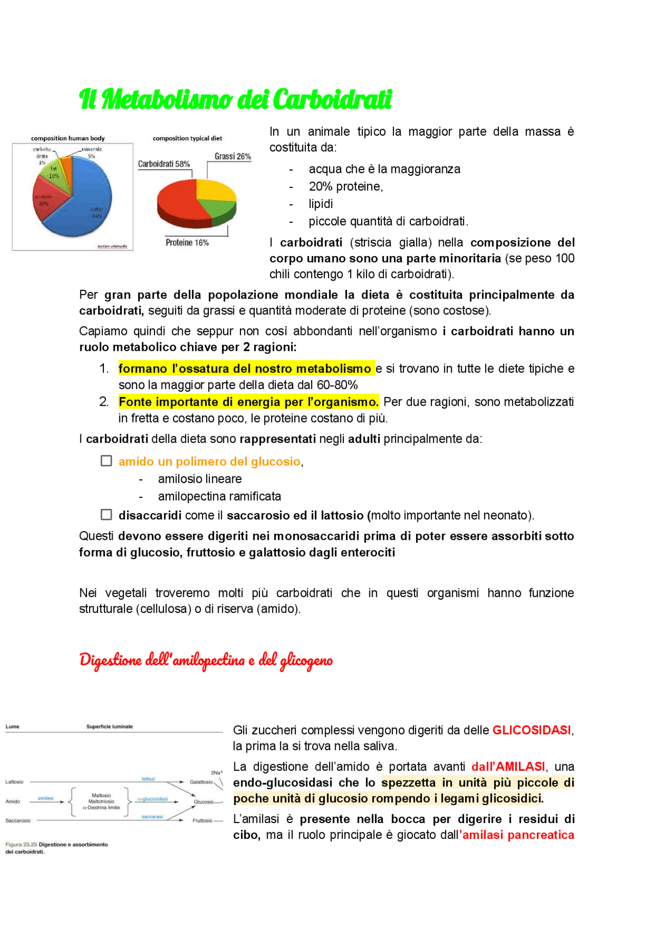 Struttura Del Gliossisoma