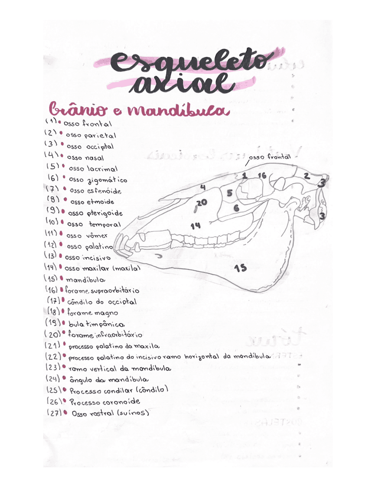 Anatomia Veterinária Esqueleto Axial Esquemas Medicina Veterinária