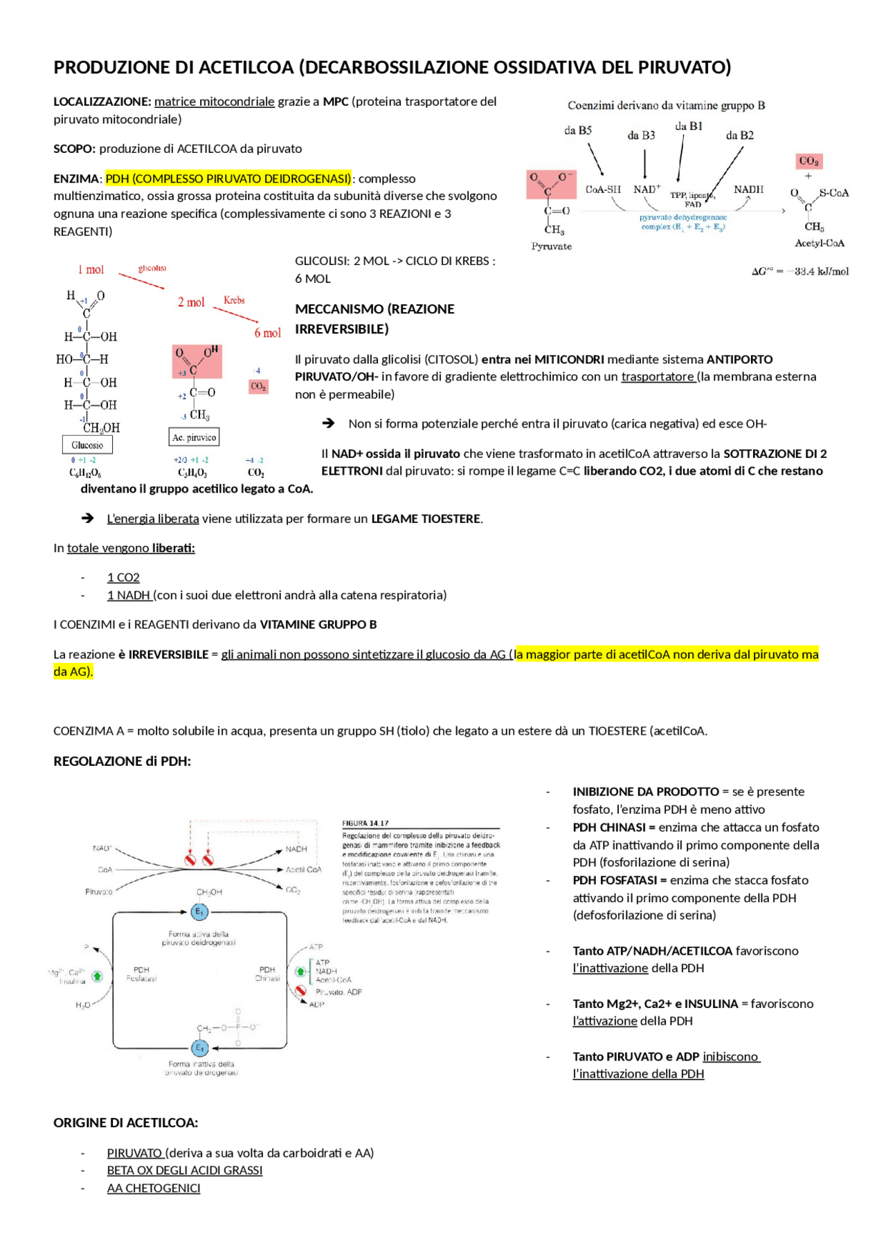 DECARBOSSILAZIONE OSSIDATIVA DEL PIRUVATO produzione di AcetilCoA