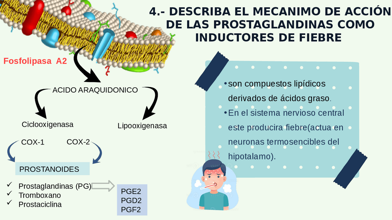 Fosfolipidos y acido araquidonico | Apuntes de Fisiopatología | Docsity