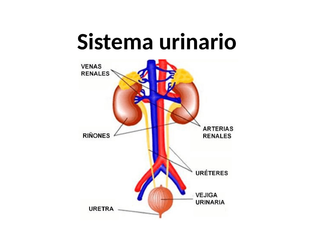SISTEMA URINARIO PRESENTACION | Diapositivas de Medicina | Docsity