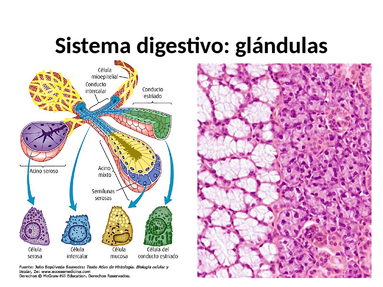 SISTEMA DIGESTIVO GLANDULAS | Diapositivas de Medicina | Docsity