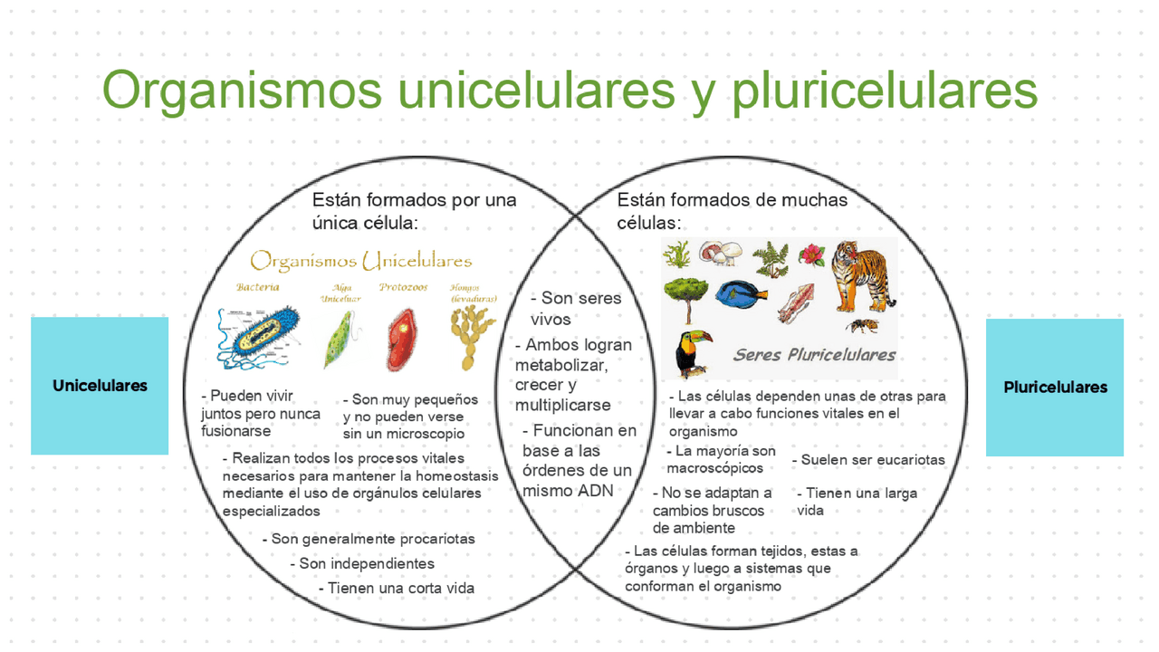 Organismos unicelulares y pluricelulares | Esquemas y mapas